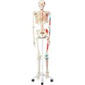 Fabrication Enterprises 3B® Anatomical Model - Max The Muscle Skeleton on Roller Stand 950332